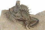 Tower Eyed Erbenochile Trilobite - Exceptional Specimen #194222-2